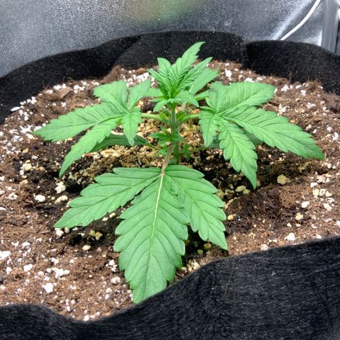 Blackberry growlog timeline photo