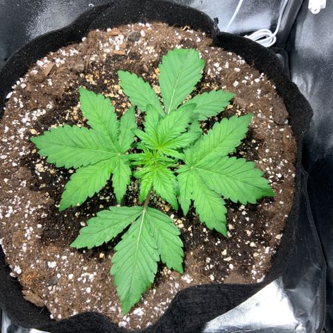 Blackberry growlog timeline photo