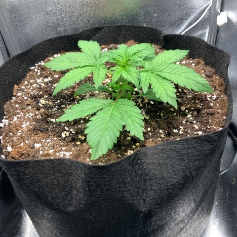 Blackberry growlog timeline photo
