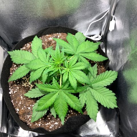 Blackberry growlog timeline photo