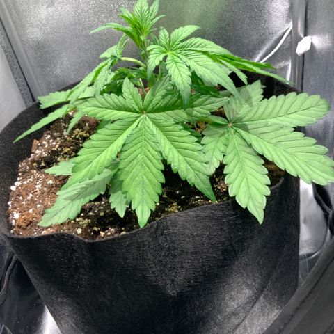 Blackberry growlog timeline photo