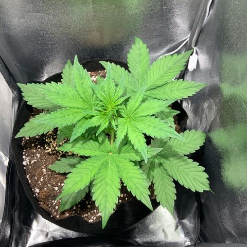 Blackberry growlog timeline photo