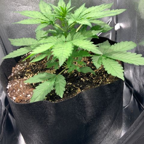 Blackberry growlog timeline photo