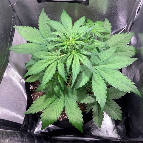 Blackberry growlog timeline photo