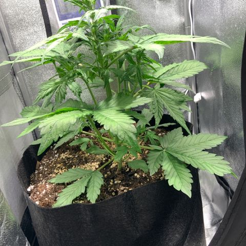 Blackberry growlog timeline photo