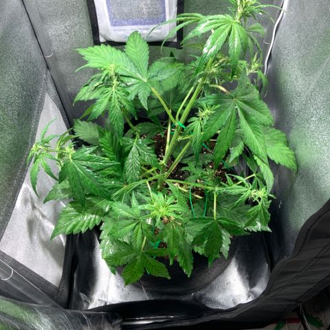 Blackberry growlog timeline photo