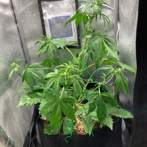 Blackberry growlog timeline photo