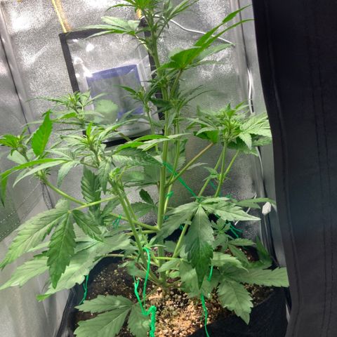 Blackberry growlog timeline photo
