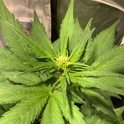 Blackberry growlog timeline photo