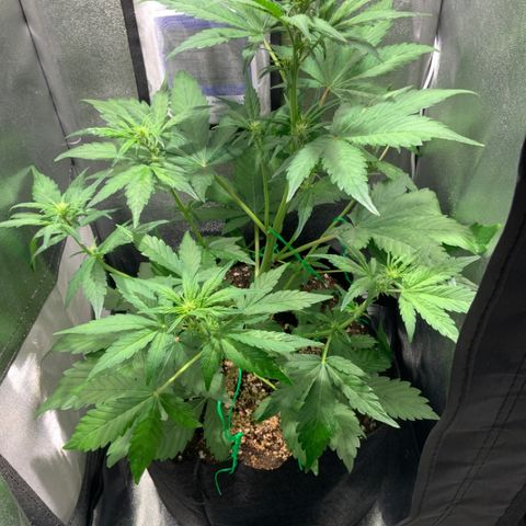 Blackberry growlog timeline photo