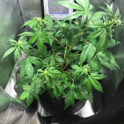 Blackberry growlog timeline photo
