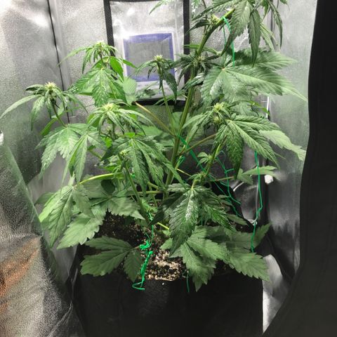 Blackberry growlog timeline photo