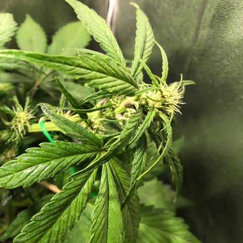 Blackberry growlog timeline photo