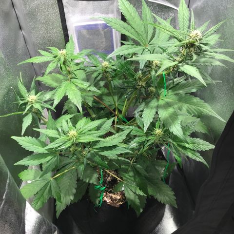 Blackberry growlog timeline photo