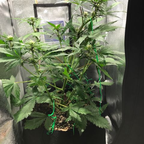 Blackberry growlog timeline photo