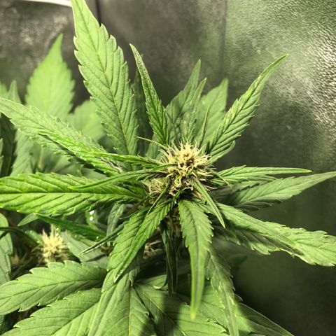 Blackberry growlog timeline photo