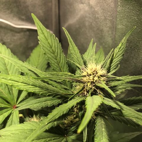 Blackberry growlog timeline photo
