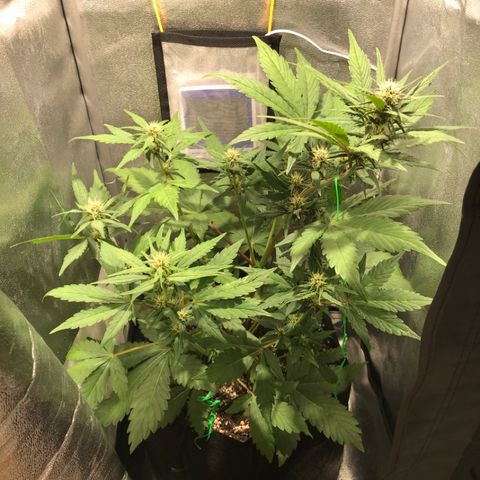 Blackberry growlog timeline photo