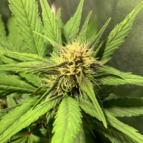 Blackberry growlog timeline photo