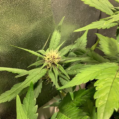 Blackberry growlog timeline photo