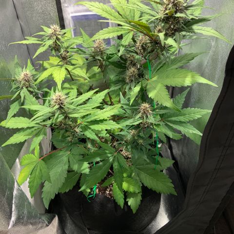 Blackberry growlog timeline photo