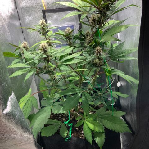 Blackberry growlog timeline photo