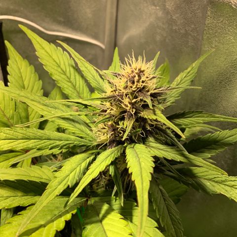 Blackberry growlog timeline photo