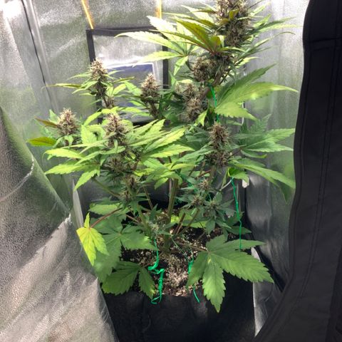 Blackberry growlog timeline photo