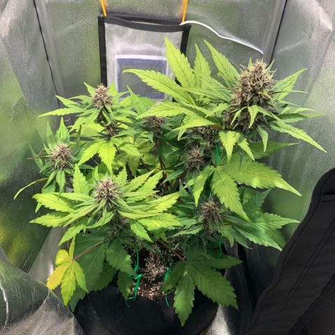 Blackberry growlog timeline photo
