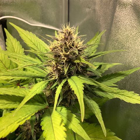 Blackberry growlog timeline photo
