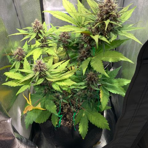 Blackberry growlog timeline photo