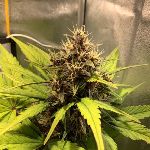 Blackberry growlog timeline photo