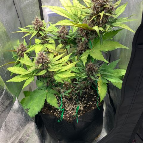 Blackberry growlog timeline photo