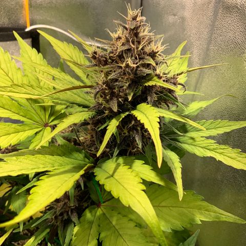 Blackberry growlog timeline photo