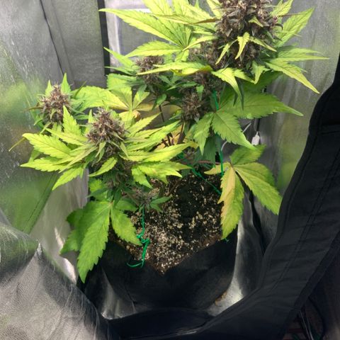 Blackberry growlog timeline photo