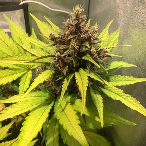 Blackberry growlog timeline photo