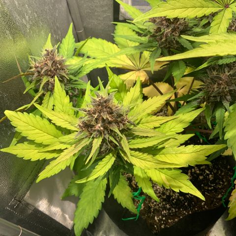 Blackberry growlog timeline photo