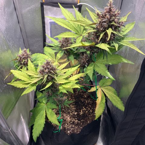 Blackberry growlog timeline photo