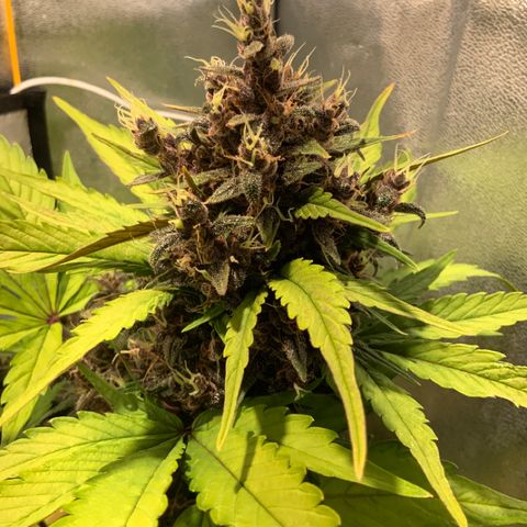 Blackberry growlog timeline photo