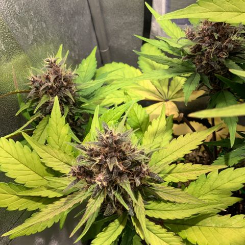Blackberry growlog timeline photo