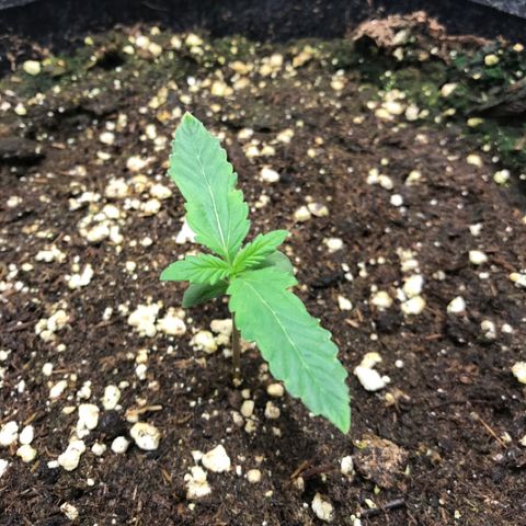 Gelato Auto growlog timeline photo