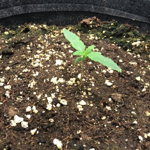 Gelato Auto growlog timeline photo