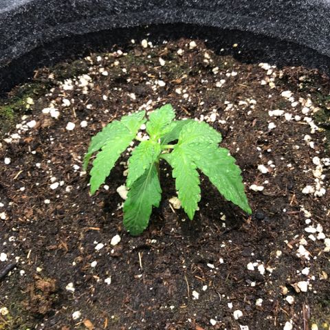 Gelato Auto growlog timeline photo