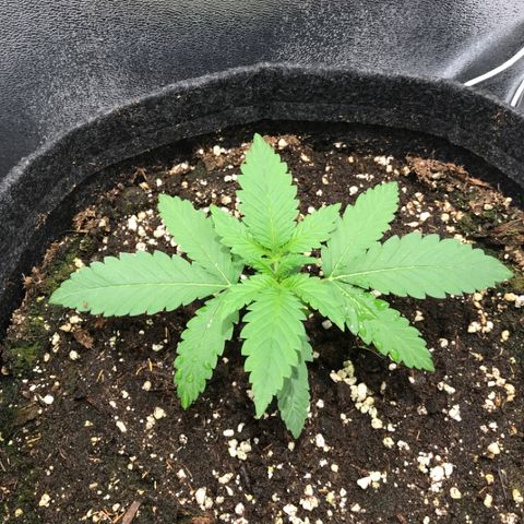 Gelato Auto growlog timeline photo