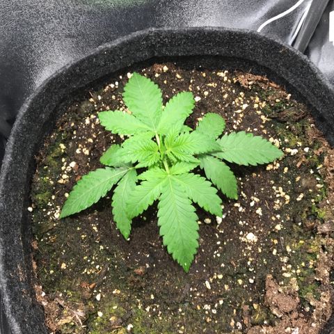 Gelato Auto growlog timeline photo
