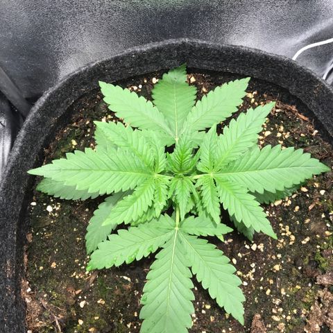 Gelato Auto growlog timeline photo