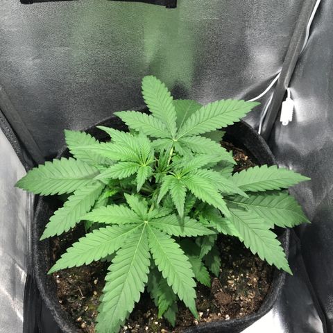 Gelato Auto growlog timeline photo