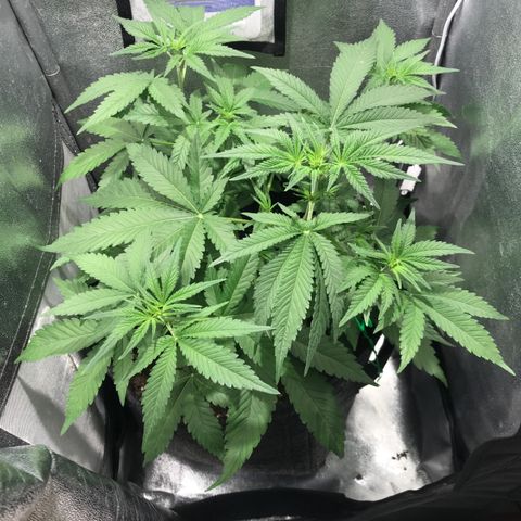 Gelato Auto growlog timeline photo