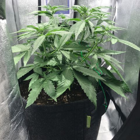Gelato Auto growlog timeline photo