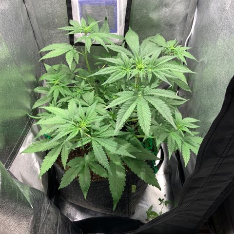 Gelato Auto growlog timeline photo
